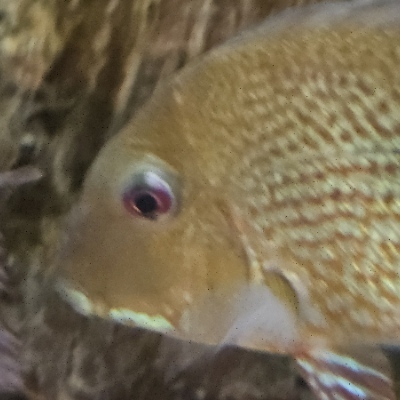 Celestine@www.librepunk.club