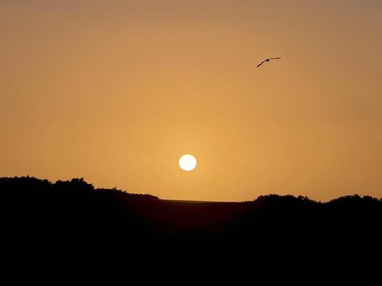 A setting Sun in an amber/orange sky, with the silhouette of a low hillock below it. The ground has low scrubby plants on top which outlined against the sky in silhouette. A single seabird hangs in the air high above the lowered Sun, wings spread wide as if floating on a breeze.